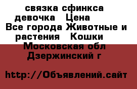 связка сфинкса. девочка › Цена ­ 500 - Все города Животные и растения » Кошки   . Московская обл.,Дзержинский г.
